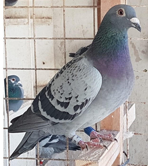 Paloma