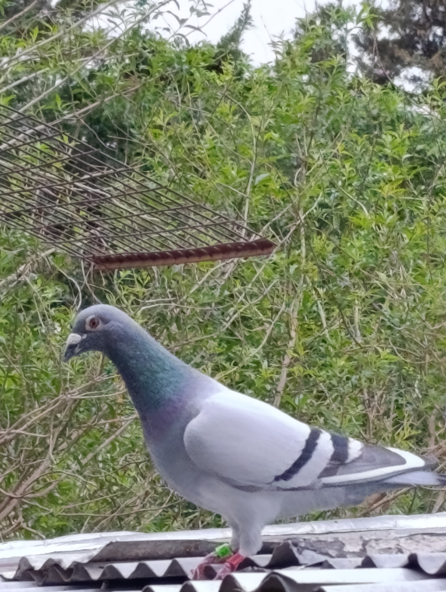 Paloma