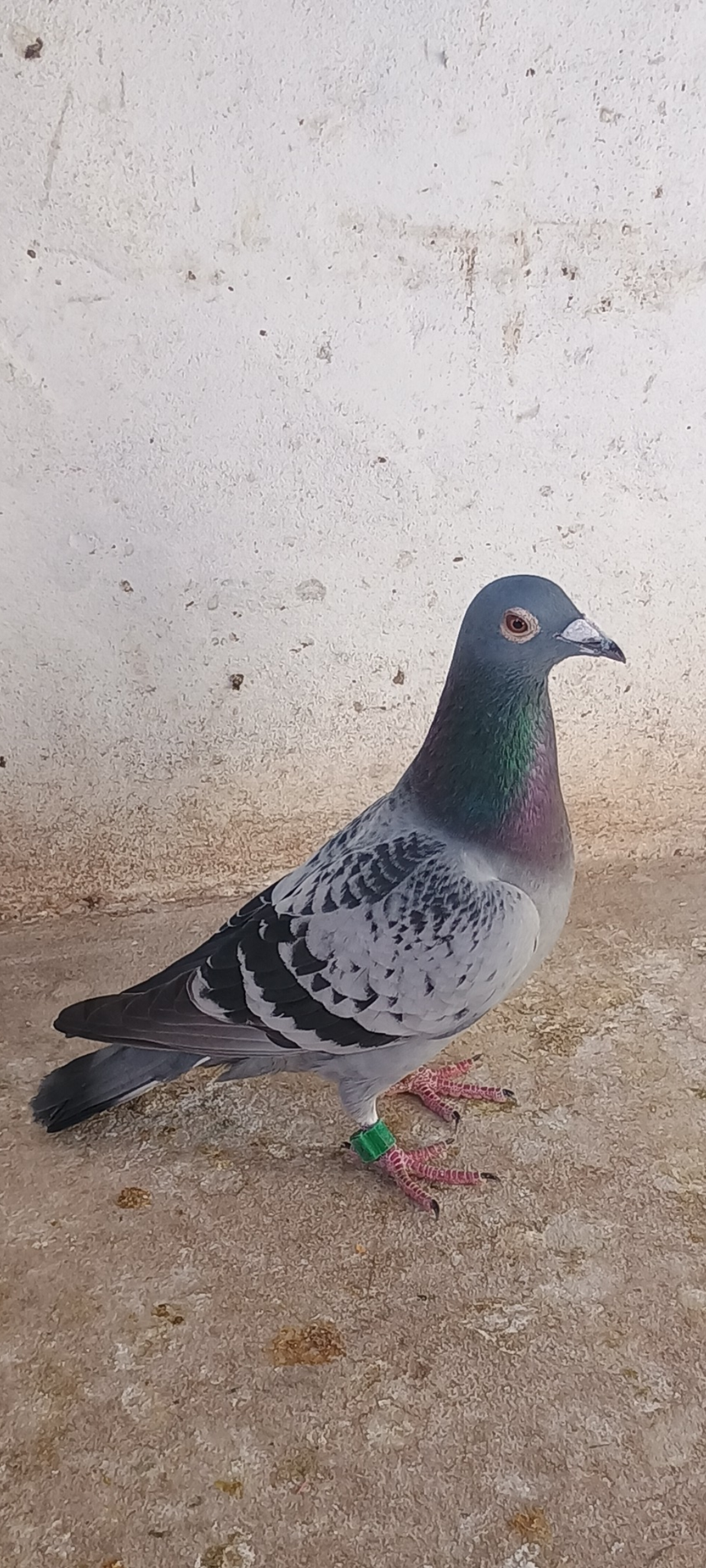 Paloma