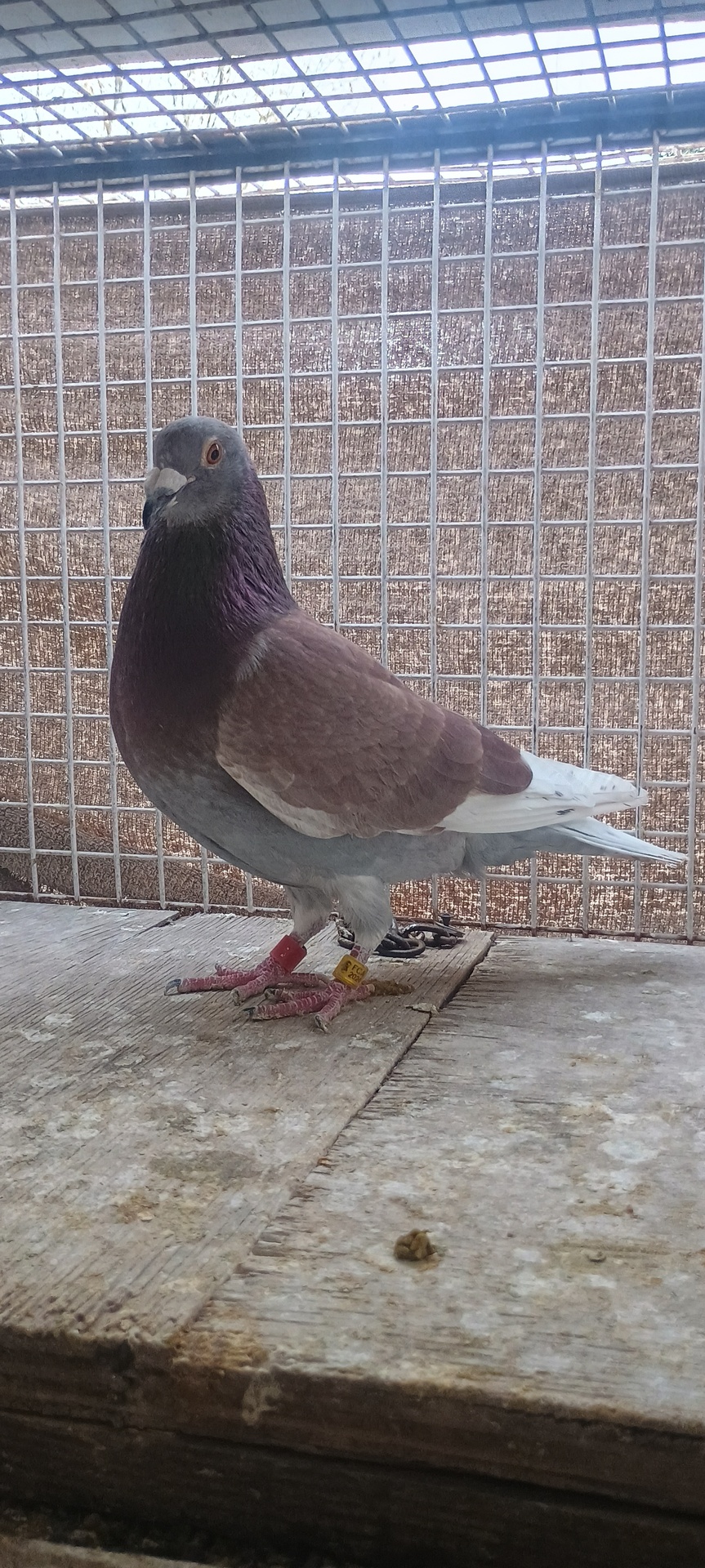Paloma