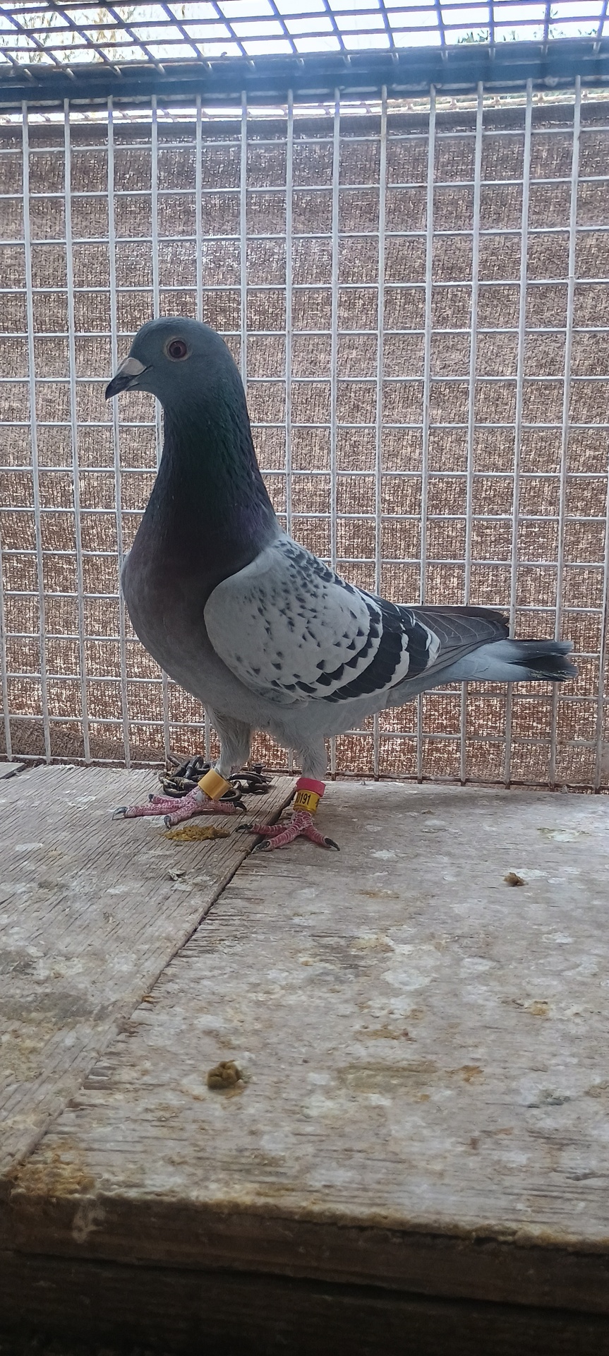 Paloma