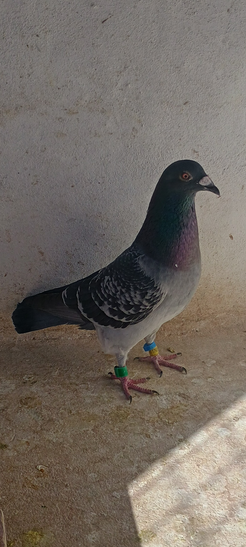 Paloma