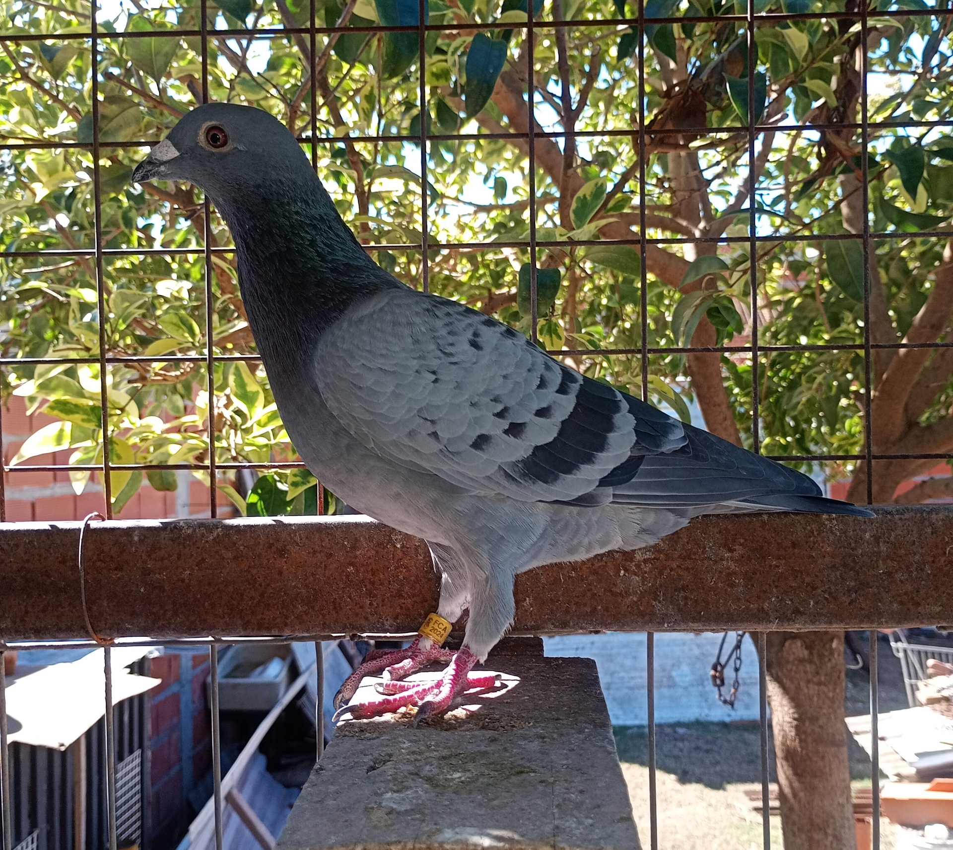 Datos de paloma
