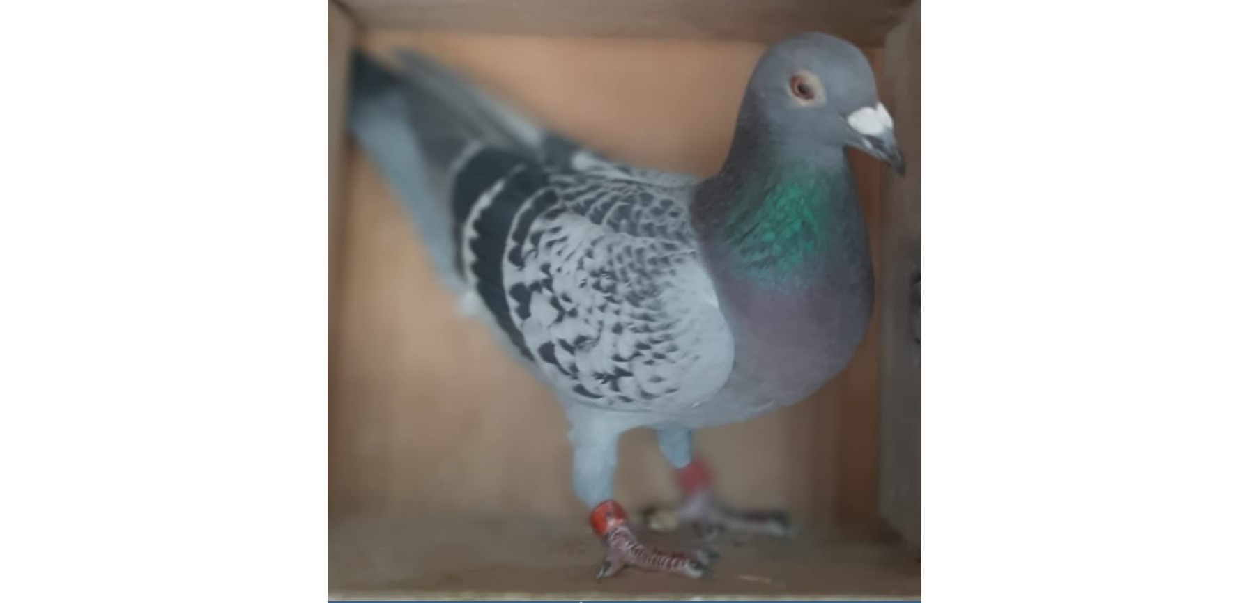 Paloma