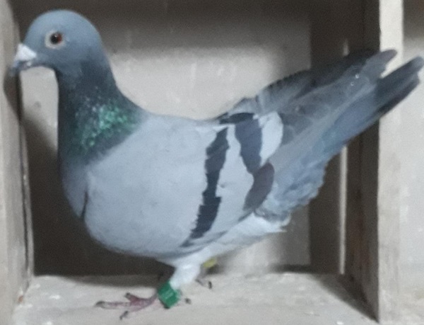 Paloma